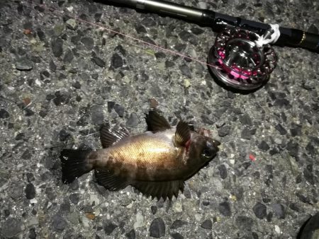 2021/06/06 連日ヘチ釣り