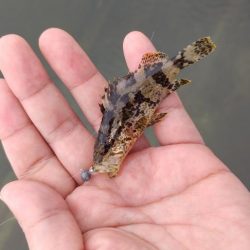 タケノコメバル