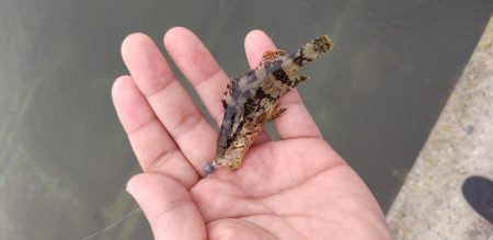 タケノコメバル