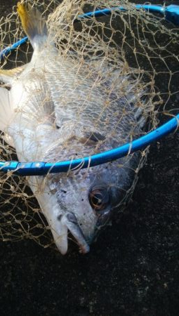 釣りデビュー 168日目❤