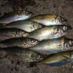 アジ釣り