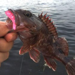 タコ1、ガシラ2、サバ2