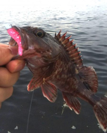 タコ1、ガシラ2、サバ2