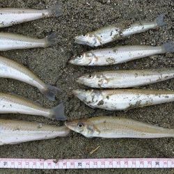 シロギス釣り 今年初の由良川河口左岸