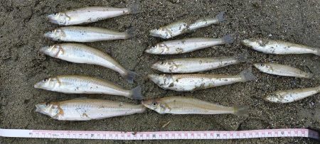 シロギス釣り　今年初の由良川河口左岸