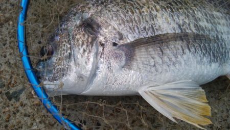 『釣りデビュー❤』175日目✨