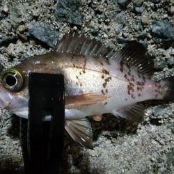 小メバルに遊ばれ