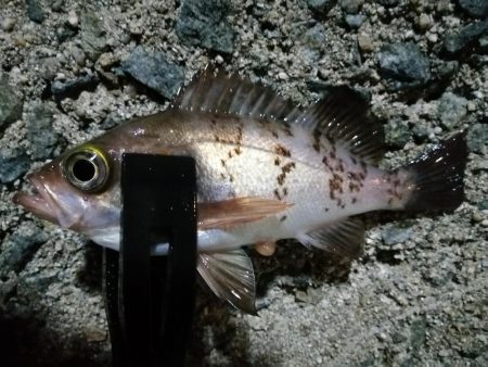 小メバルに遊ばれ