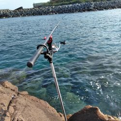 久し振りにアオリイカ一杯・・