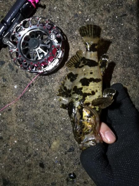 2021/06/20 南港ヘチ釣り