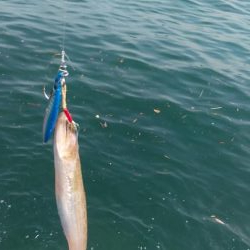 アジングに行きましたが…