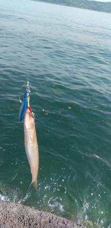 アジングに行きましたが…