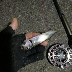 2021/06/28 南港ヘチ釣り