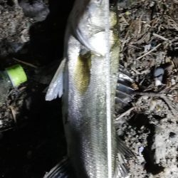 久しぶりのシーバス