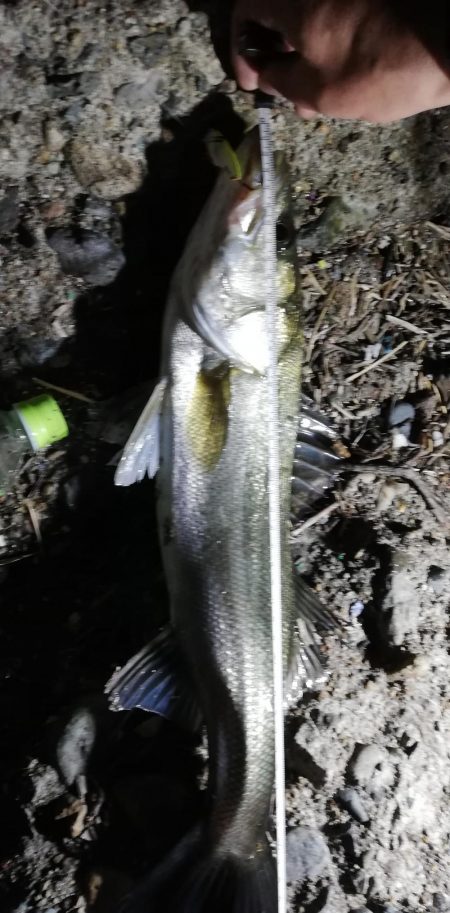 久しぶりのシーバス