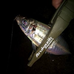 豆サバをまじめにルアーで狙ってみる