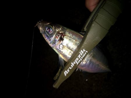 豆サバをまじめにルアーで狙ってみる