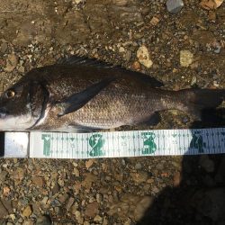 A.P.Pフィッシングガイドサービス ショアフィッシングで色々とRIDEONとなる!