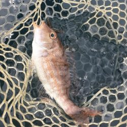 A.P.Pフィッシングガイドサービス　長崎　新上五島町　　少しばかりポイントチェックに向かう！！