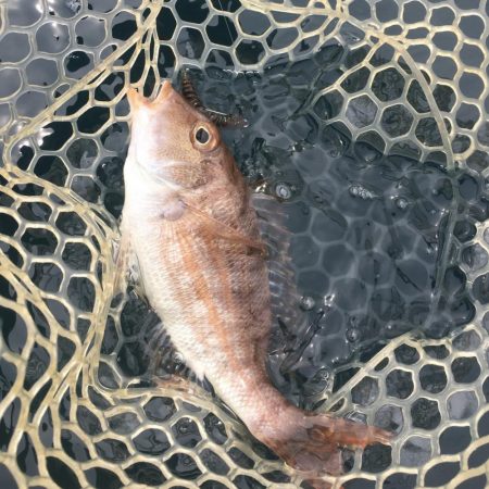 A.P.Pフィッシングガイドサービス　長崎　新上五島町　　少しばかりポイントチェックに向かう！！