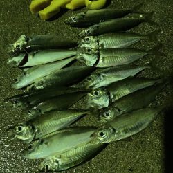 A.P.Pフィッシングガイドサービス　アジとﾊﾀﾝﾎﾟの群れに出会う