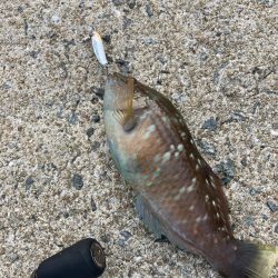 A.P.Pフィッシングガイドサービス マイクロショアジギで魚をチェック!