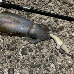 A.P.Pフィッシングガイドサービス　ポイント選定に迷いつつのナイトエギング釣行