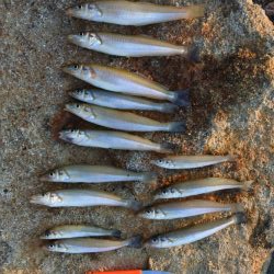 渋いながらもボツボツ