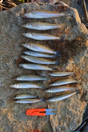 渋いながらもボツボツ