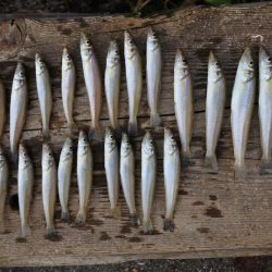 梅雨の晴れ間を狙って