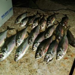 (尺アジ)フロートゲーム