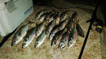 (尺アジ)フロートゲーム