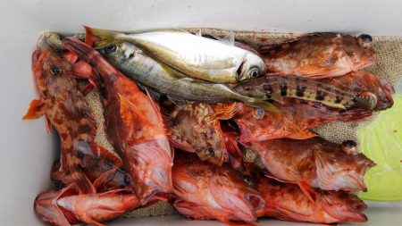 泉州丸　釣果
