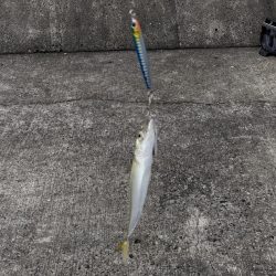 ショアジギング連敗更新中