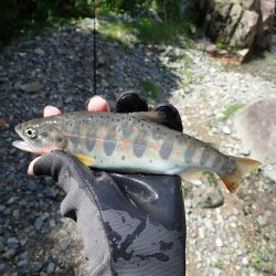 増水が吉と出て