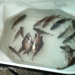 小サバ入れ食い