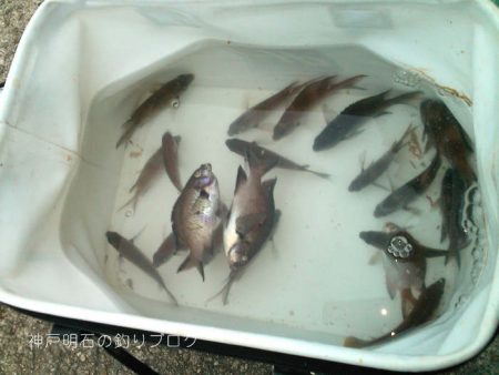 小サバ入れ食い