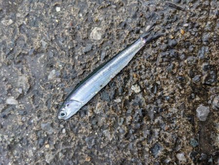 初めての海辺つり公園！