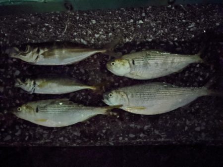 根岸付近の緑地公園にて！