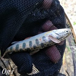 引原川本流で良型アマゴゲット！