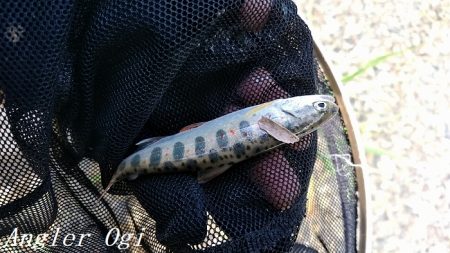 引原川本流で良型アマゴゲット！
