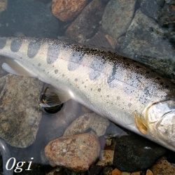 先行者の後、釣りこぼしを拾う釣り