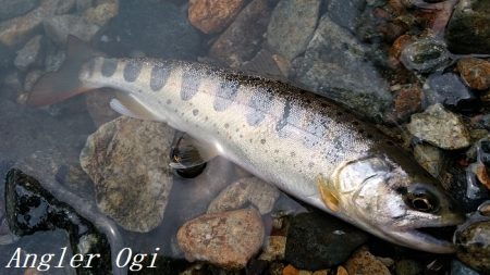 先行者の後、釣りこぼしを拾う釣り