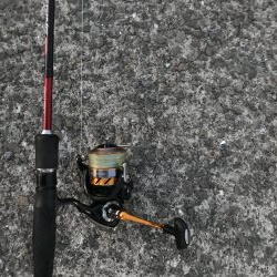 20年ぶりのマイワシ!