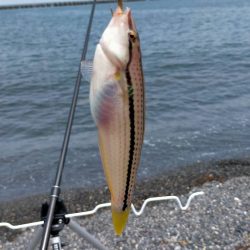 まるまると太ったキス