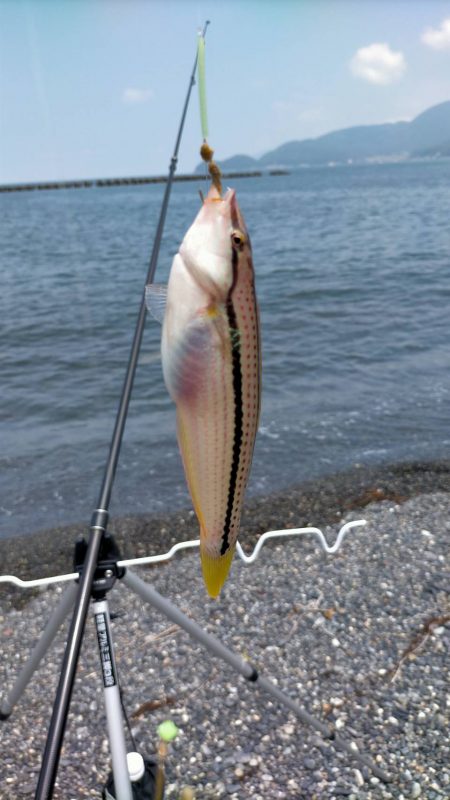 まるまると太ったキス