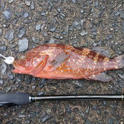 いつものロックフィッシュ