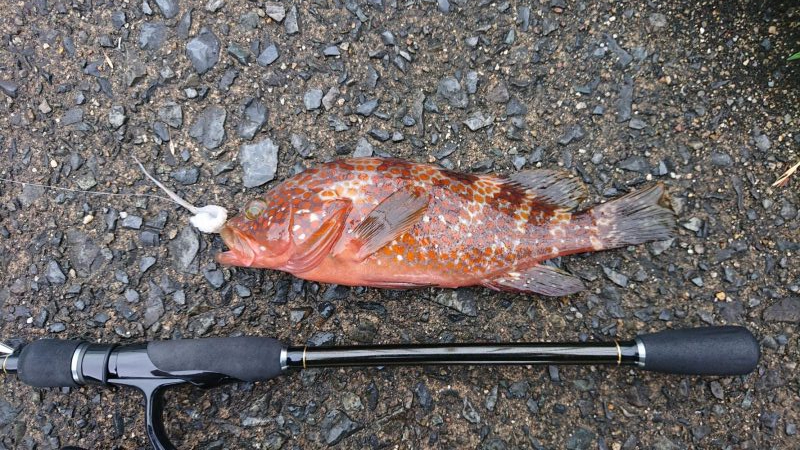 いつものロックフィッシュ