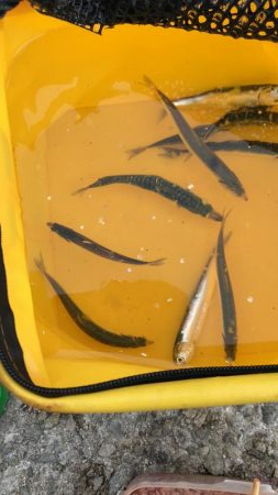 ひさあのイワシさん