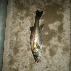 電気ウキでウキフカセ ~潮見~